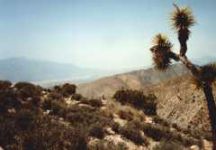 joshua tree