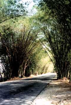 bamboo avenue